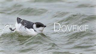 Solitary Dovekie: Toronto's Rare Bird Spectacle | Birds of Canada