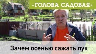 Голова садовая - Зачем осенью сажать лук