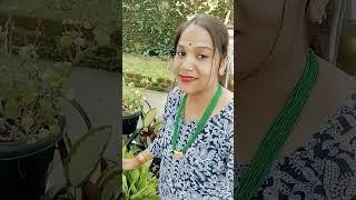 #hindisong viral shorts kiran mahato