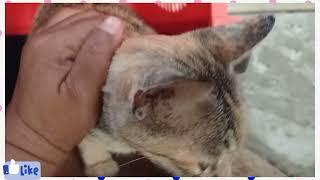 amina mau kedokter karna tidak bisa lahiran#@hansil mokodongan#kedokter#kucing kampung#