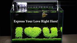 How To Make a Romantic Planted Tank? - from senzeal.com