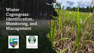 Winter Cogongrass: Identification, Monitoring, and Management