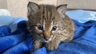 THE CUTEST LYNX KITTEN