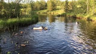 Yakutian laika swimming