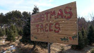 Northwoods Adventure: JB Tree Farm in Pierz Sees Record Opening Weekend