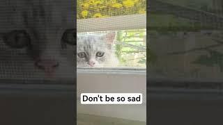 don't be so sad #kitten #cute #adoreble #kitty #cat #adorably #cuteanimal