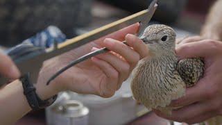 American Prairie Reserve: Tracking curlews