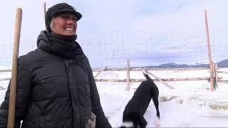 Wise River ranchers feed cattle with sleighs and draft horses