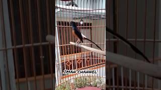 MASTERAN KICAU BURUNG MURAI GACOR PARAHH #suaraburungmurai #burungmuraigacor #shorts