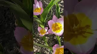 Тюльпан ботанический Лайлак Вандер #russia #flower #цветы #сад #garden #тюльпан