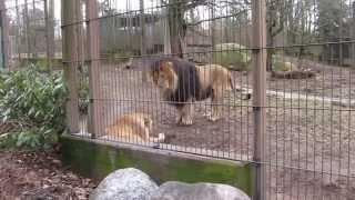 Лев и львица или "отстань, у меня голова болит"/ lion and lioness find out the relationship