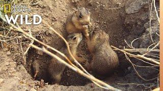 A Prairie Dog Pup Forages For Food | Prairie Dog Manor