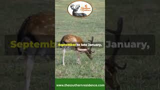 Looking to Experience the Thrill of Deer Hunting in Georgia, USA? Contact The Southern Residence