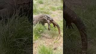 Komodo dragon totally insane 🫣 #komodo #viral #wildlife  #komodoisland  #komodoindonesia