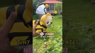 Beedric the huge chihuahua bee rates flowers  #dogshorts #bee #cutedog