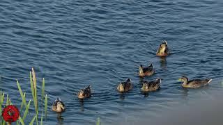 Marlow Regatta 2025