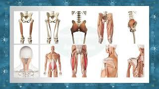 Functional Anatomy and Biomechanics