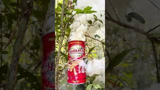 GET RID of Mosquitoes FAST with These Amazing Tricks!