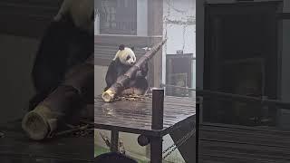 Panda Eating 15kg Bamboo #panda #eating #originalsound #whitenoise #raining #fypシ #viral #bamboo