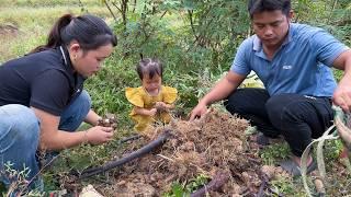 The whole family went to dig taro and do housework | Family Farm Life