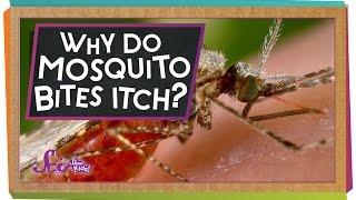 Why Do Mosquito Bites Itch?