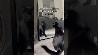In his mind… he’s a panther   #cat #funny #sylspurrspective