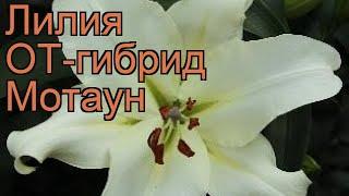 Лилия от-гибрид Мотаун (lilium ot-hybrid motown)  Мотаун обзор: как сажать, луковицы лилии Мотаун