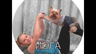 Йога Челлендж с собакой / Yoga Challenge /Yoga Dogs of Marta Sweet 