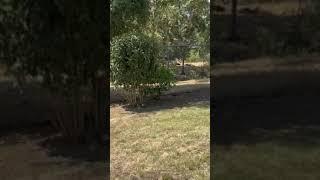 Wild boar and piglets right outside NHOA fence