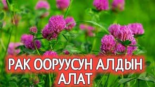 Беде рак оорусун айыктырат.Ден-соолука пайдалуу дары чоптордун пайдасы/Кыргызча