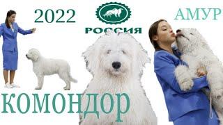 Выставка собак. «РОССИЯ. КУБОК РКФ 2020-2021» Комондор/Komondor