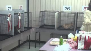 Nishi Nihon Cat Club Ring 1 Mihoko Yabumoto(LH) Best Cat GC Brettachtal's Crown Princess #39