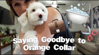 Getting A Puppy Ready to Go to It's New Home- Full Edition! Silver Creek Goldendoodles Style