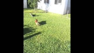 Shane v Zeus