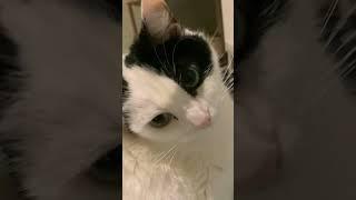 #tiktokvideo #funny #memes Ziggy Ziggy Ziggy #Iamziggy(CHEEZIT)