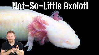 Axolotl Enclosure Upgrade and Feeding