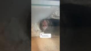 All of my pets! #trend #foryou #viralvideo #funny