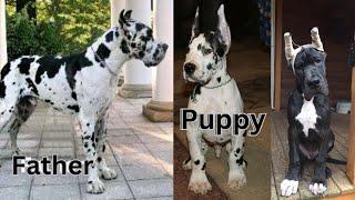 Urgent sale Show Quality Puppies |Great dane dog price in india | by Dogsbreedofficial |2024