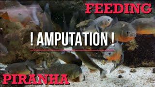 PIRANHA Feeding Experiment | Fingers completely bit off! (Viewers Discretion is Advised!)