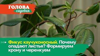 Голова садовая - Фикус каучуконосный. Почему опадают листья? Формируем крону и черенкуем