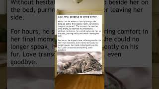 To The Very End, My Friend  #wholesome #cat