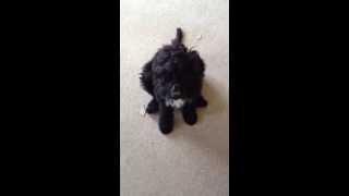 Portuguese Water Dog Puppy Training