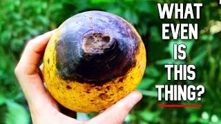 Dangerous Mangoes, Star Cherries & More! - Exploring Rare Fruit in New Caledonia