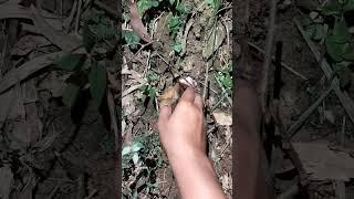 his head is not strong in his nest #shortvideo #nature #nest #farming #woodscraft  #villagelife
