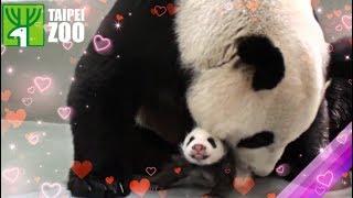 Panda Cub Reunited with Her Mom! -Taipei Zoo (Eng Sub)