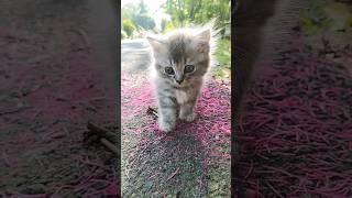 MELLY KITTY #cat #kitten #kitty #kittenvideos #kittycat #anakkucing #kucing #kucinglucu #fyp #funny