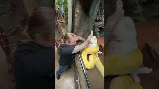 Giant Yellow Snake Takes Down Rabbit!  #snake