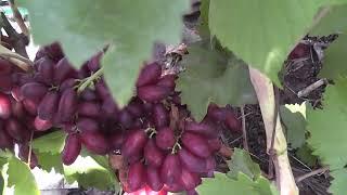 Сорт винограду "Ризауш" - сезон 2022 # Grape variety "Rizaush" - season 2022