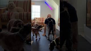 Is Puppy Yoga Even Doable Without Multiple Puppy Kisses?