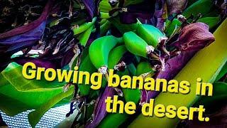 Growing banana plants in the phoenix metro area, lots of info!!